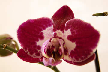 Color de rosa  orquídea.  Flor. №8962