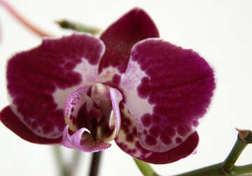 Orquídea №8967
