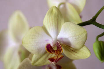Florescência  orquídea. №8959