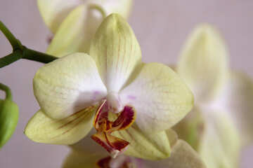 Orquídea ramo №8955