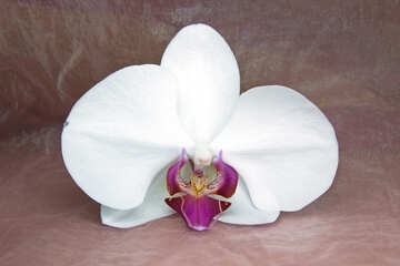 Orquídea.  Flor.