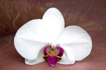 Orquídea.  Flor. №8966