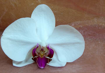 Біла орхідея. Квітка.