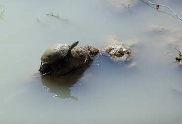 Turtle  at  sun №8845