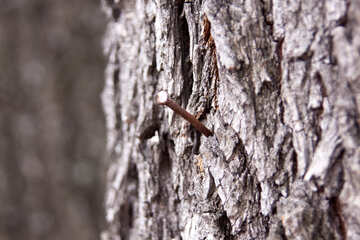 Nail  in  Life  tree №8701