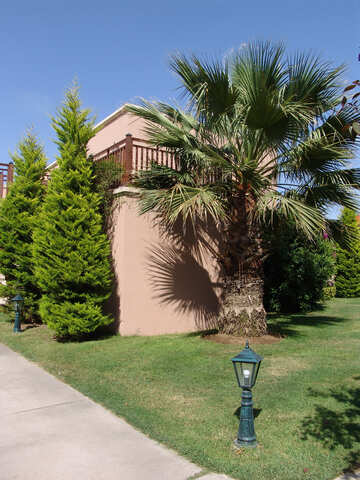 Palm  and  Trees   landscape  design №8531