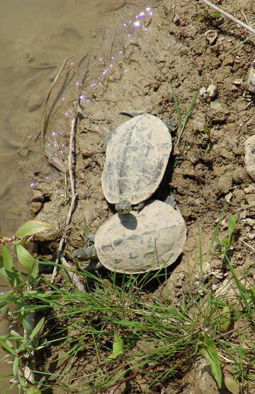  Schildkröten №8833