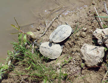 Schildkröten  an  Ufer №8843