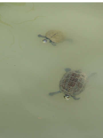 Turtles  swim №8830