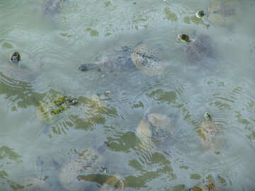 Schildkröten  in  Wasser №8832