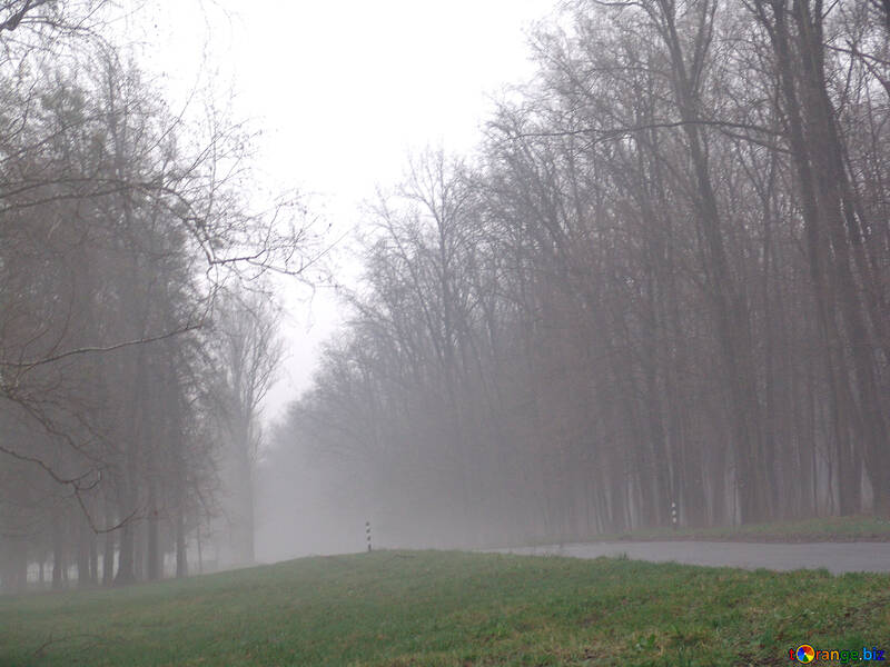 Fog  at  road №8081