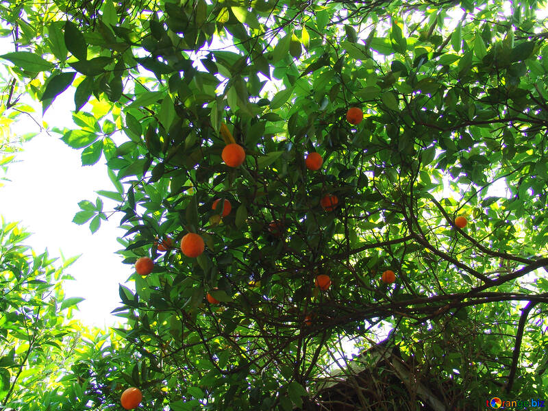 Orange  tree. №8459
