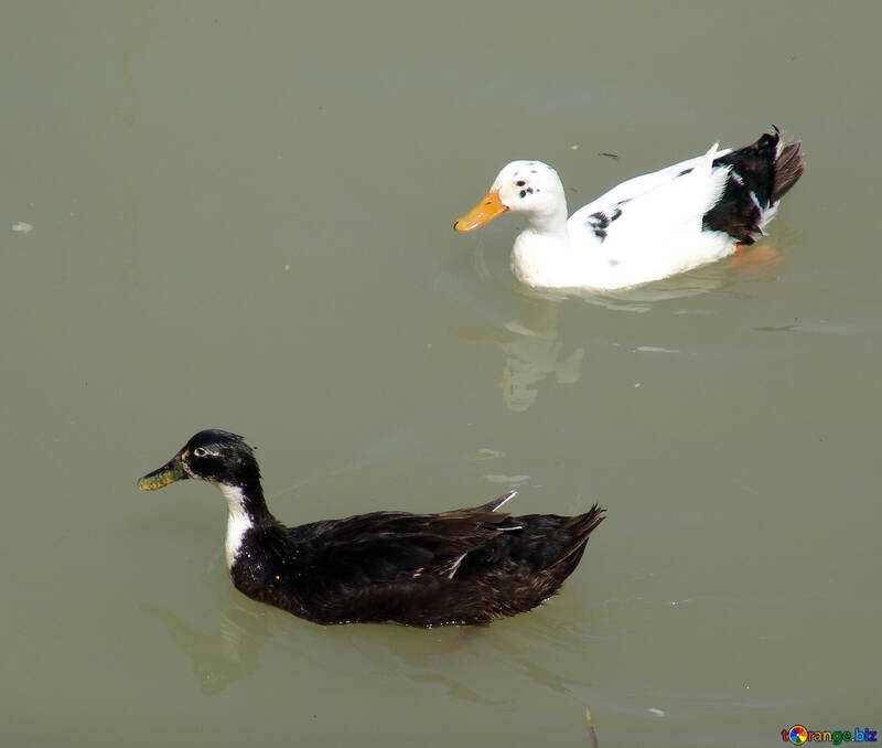 Ducks  Black  and  White №8615