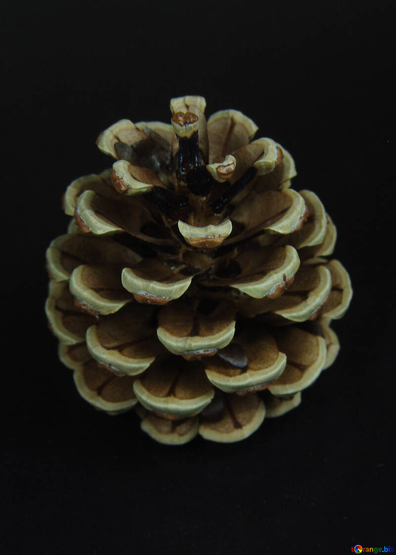 Pinecone  at  black  background №8972