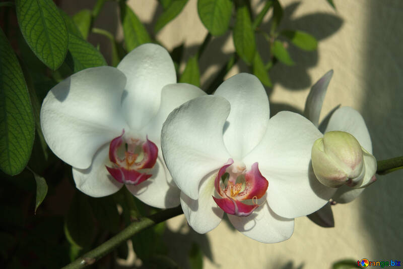 Flores.  Orquídea. №8960