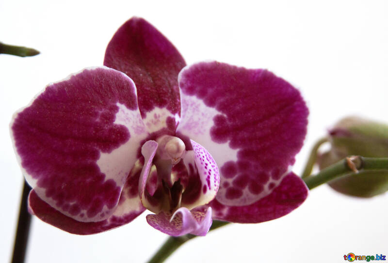 Flor  orquídeas.  Grande. №8963
