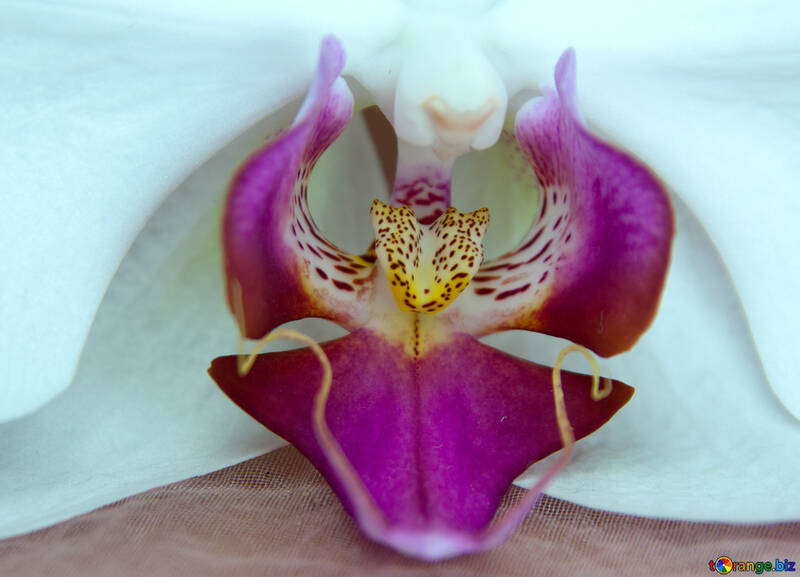 Blume  Orchideen.  Makro. №8957