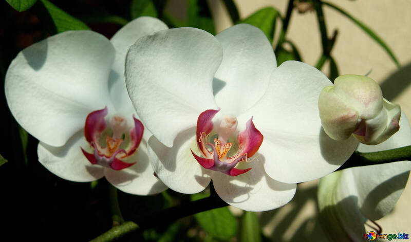Crescita  orchidee. №8956