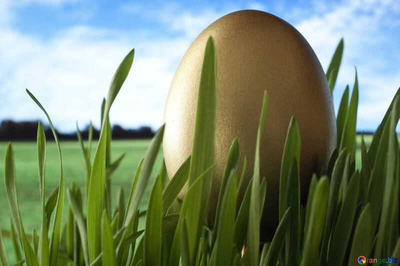 Egg  of the  Gold   grass №8130