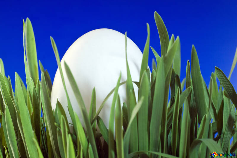 Яйце в траві на синьому тлі. №8138