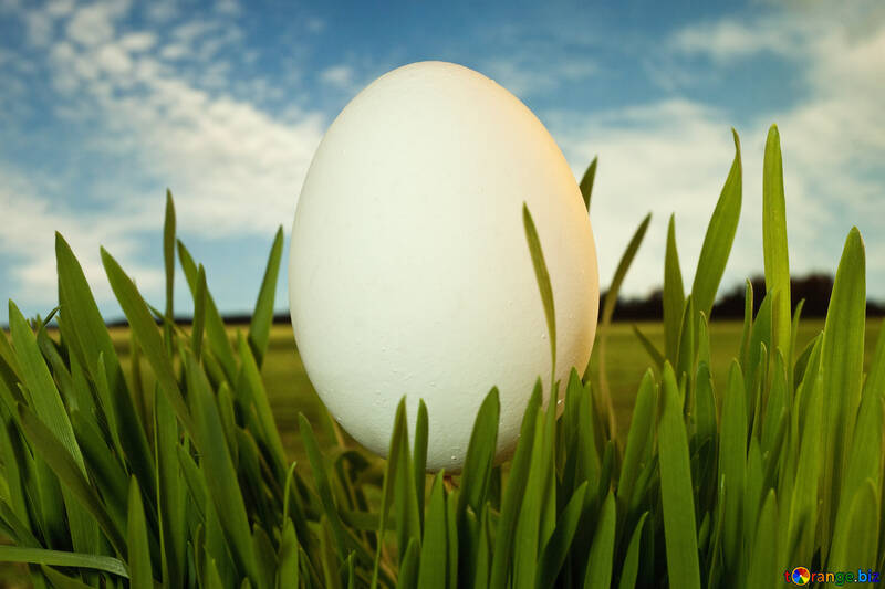 Яйце, символ воскресіння. №8105