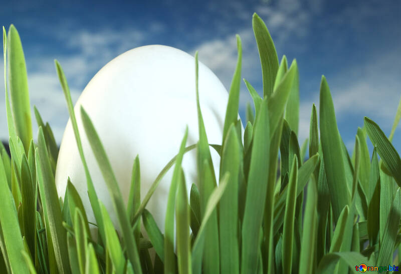 Яйце заховане в траві №8139