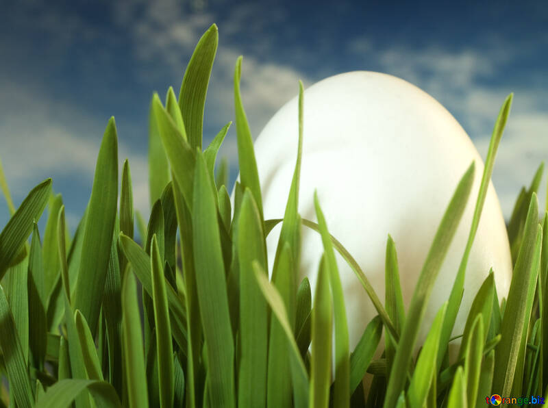 Grass , egg , sky №8140