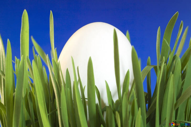 Von . Egg   grass  at  Blue  background. №8153