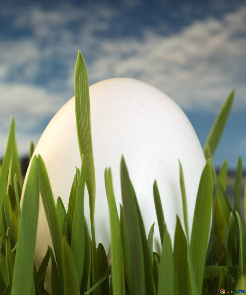 Біле яйце в траві на тлі неба №8142