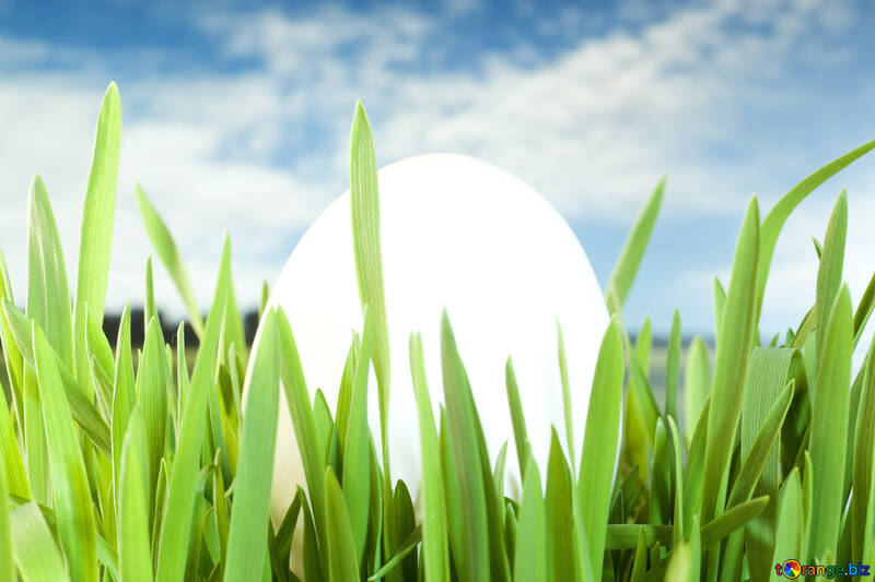 Chicken  White  egg , grass , sky. №8157