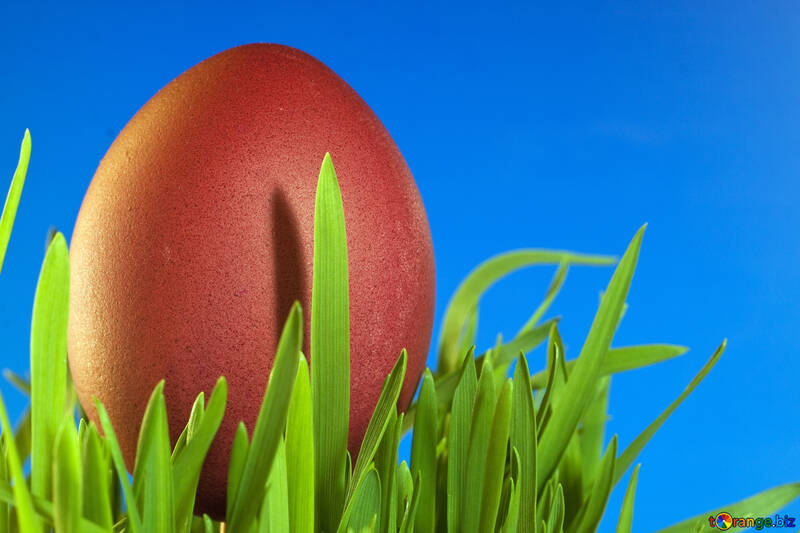 Easter  Egg  and  grass  at  Blue  background .  №8135