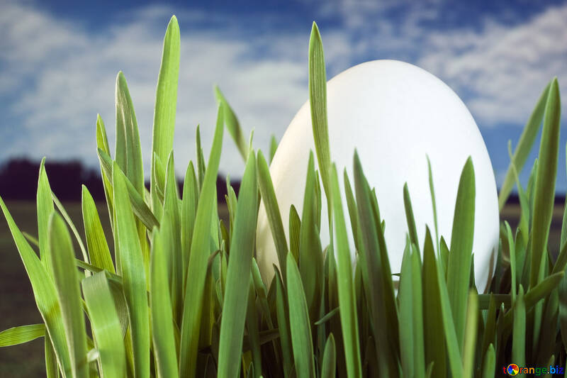 Les traditions de Pâques. Cacher les œufs dans l`herbe №8156