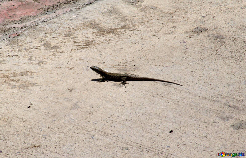 Lizard  at  concrete №8879