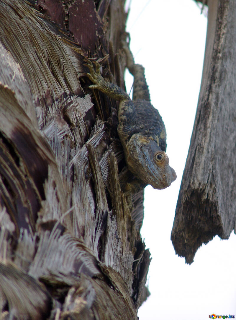 Lizard  at  tree №8764