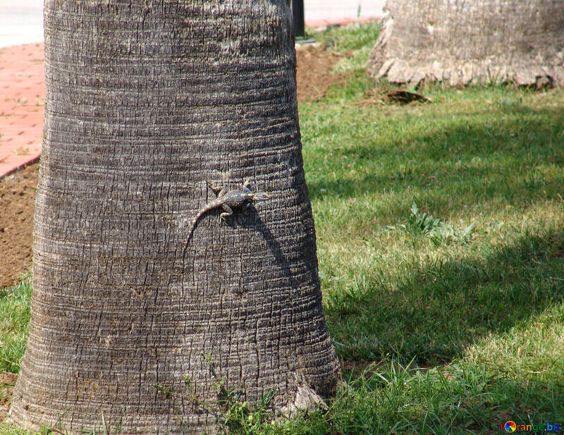 Lizard  at  tree №8875