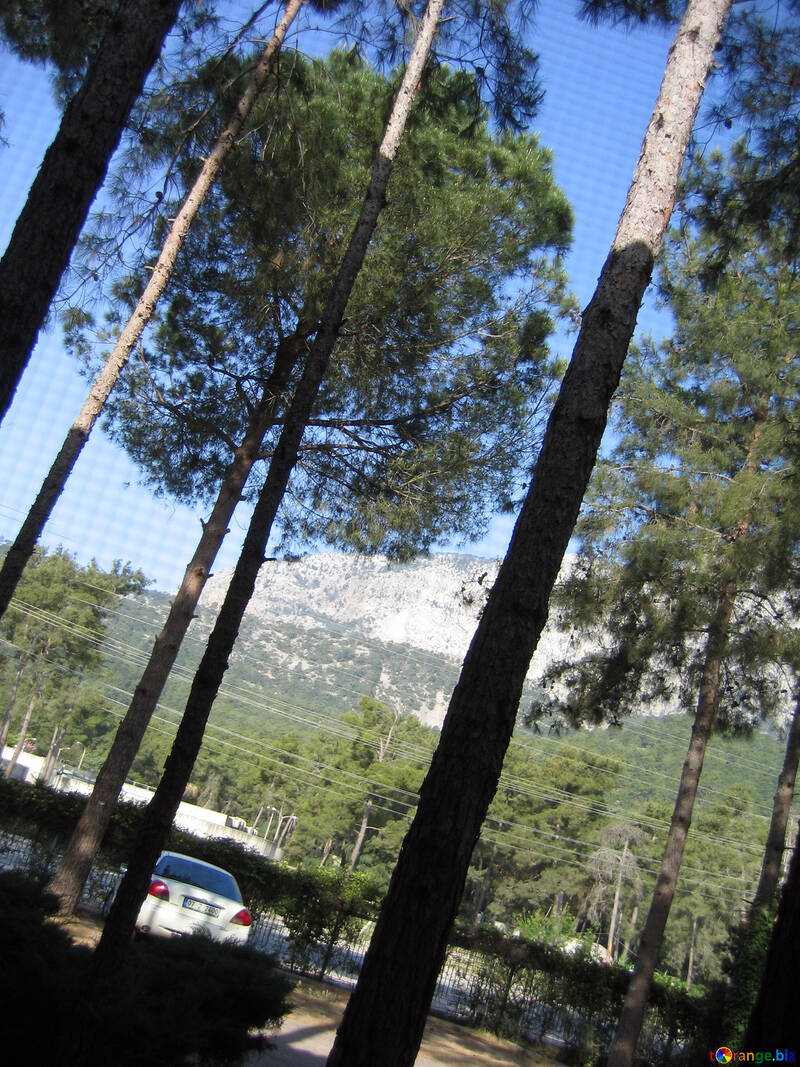 Pine   mountains. №8452