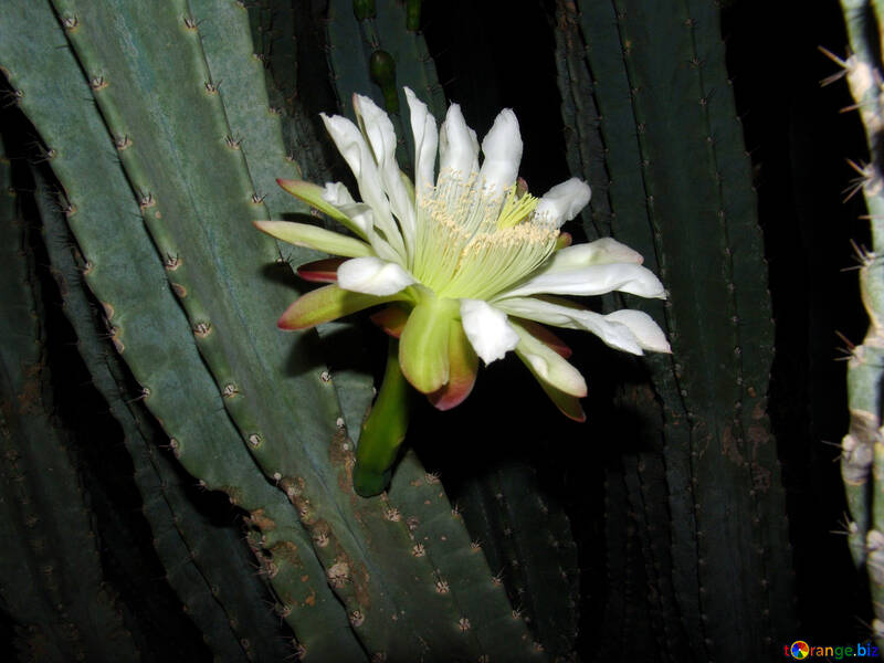 As  flowers  cactus №8860