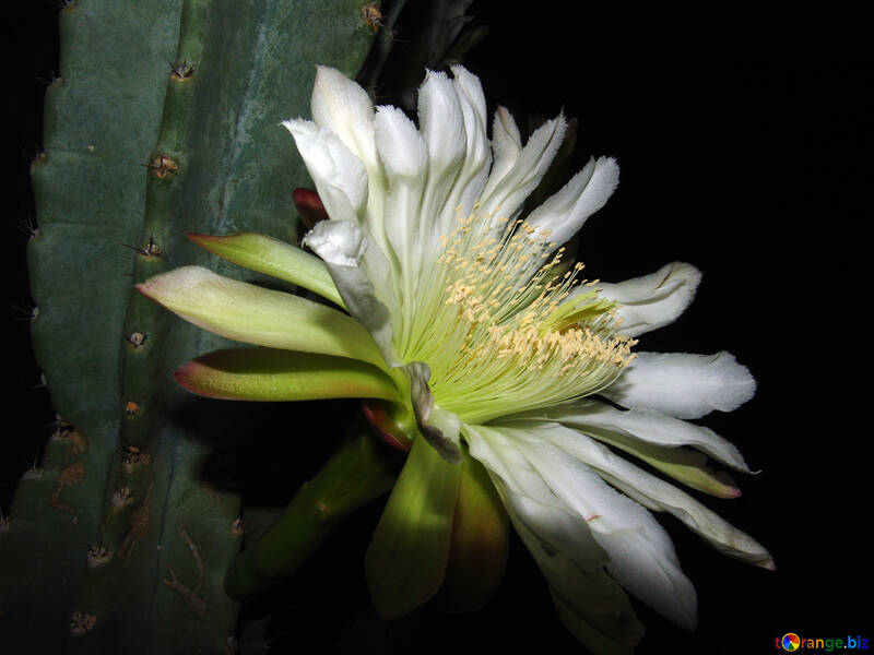 Blooming  cactus №8852