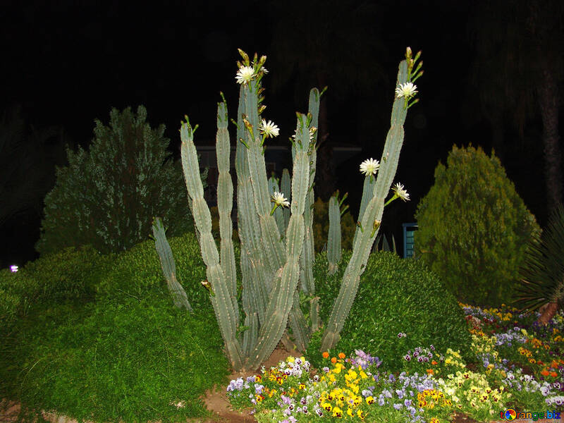 Cactus №8854