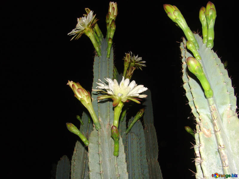 Kaktus  Blumen  Nacht №8853