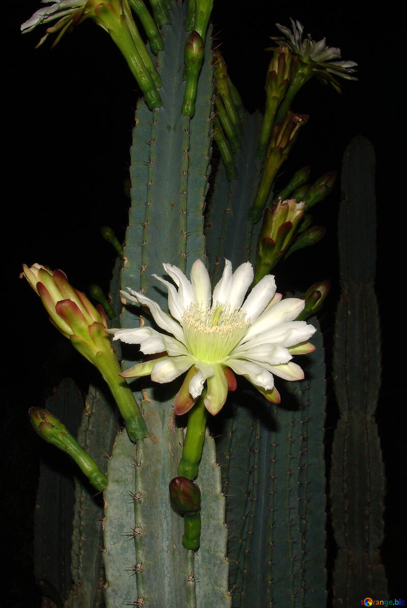 Cactus.  Flowers. №8858