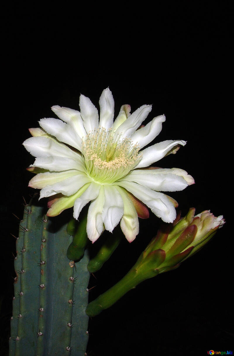 Blume  Kaktus №8850