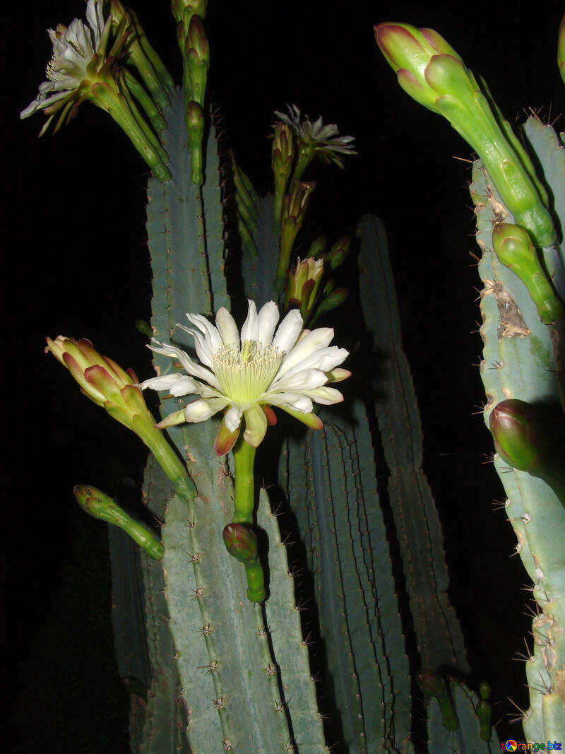 Blumen  Kaktus №8849