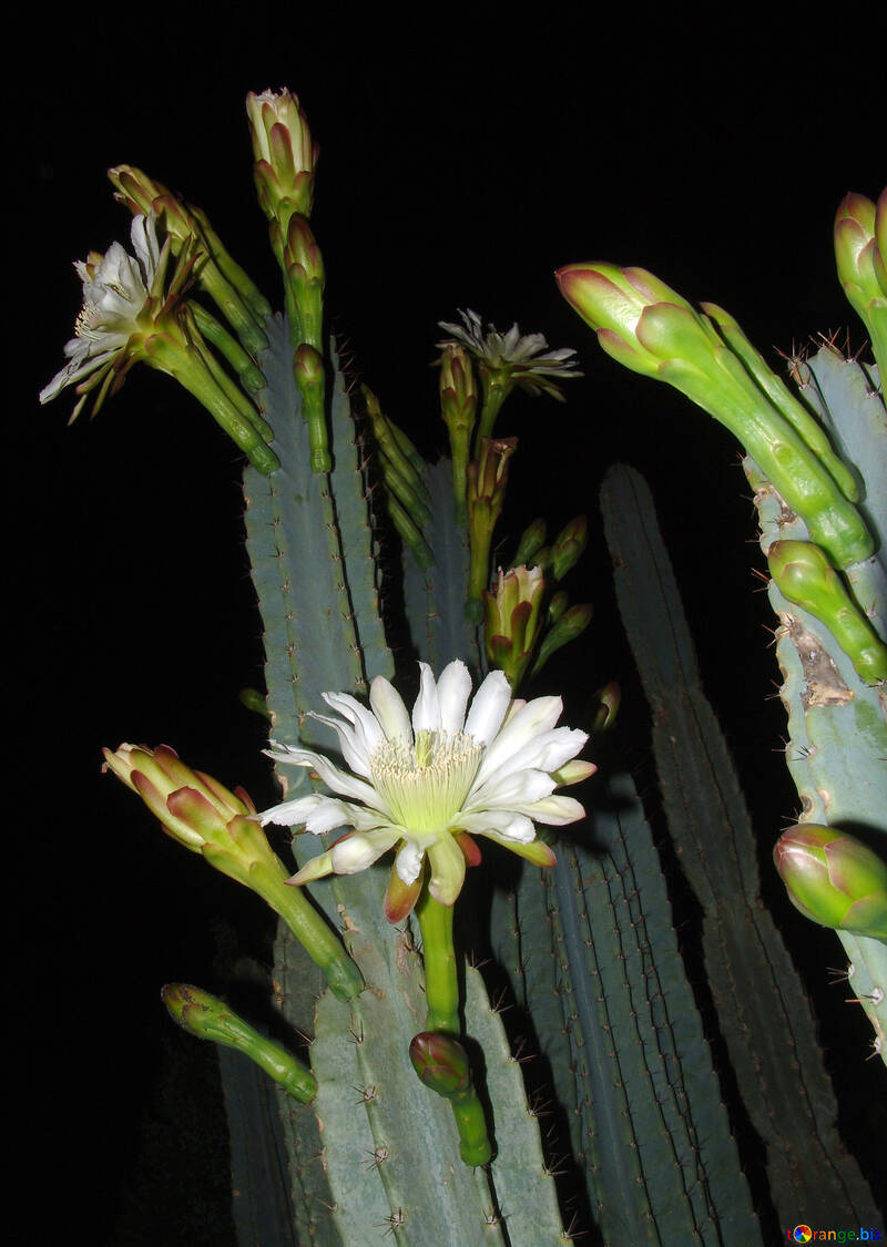 Flowers  cactus №8865