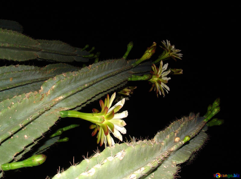 Hoch  Kaktus  Blüte. №8851