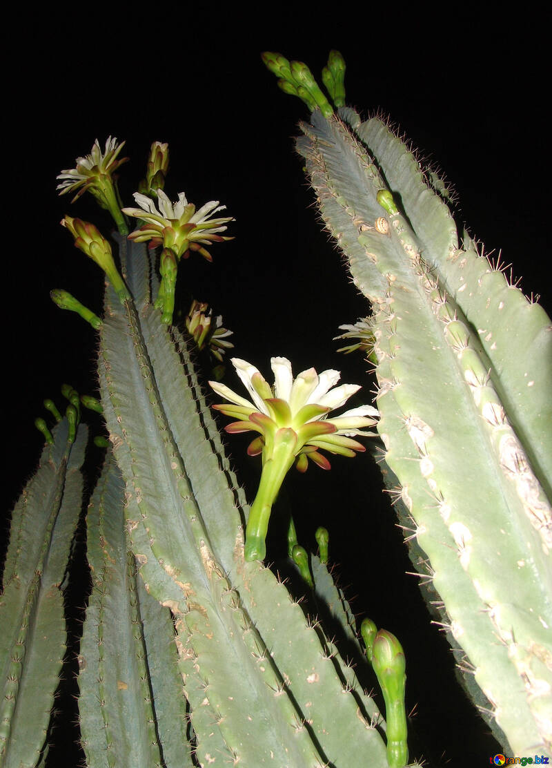 Grand  cactus  fleurs №8855
