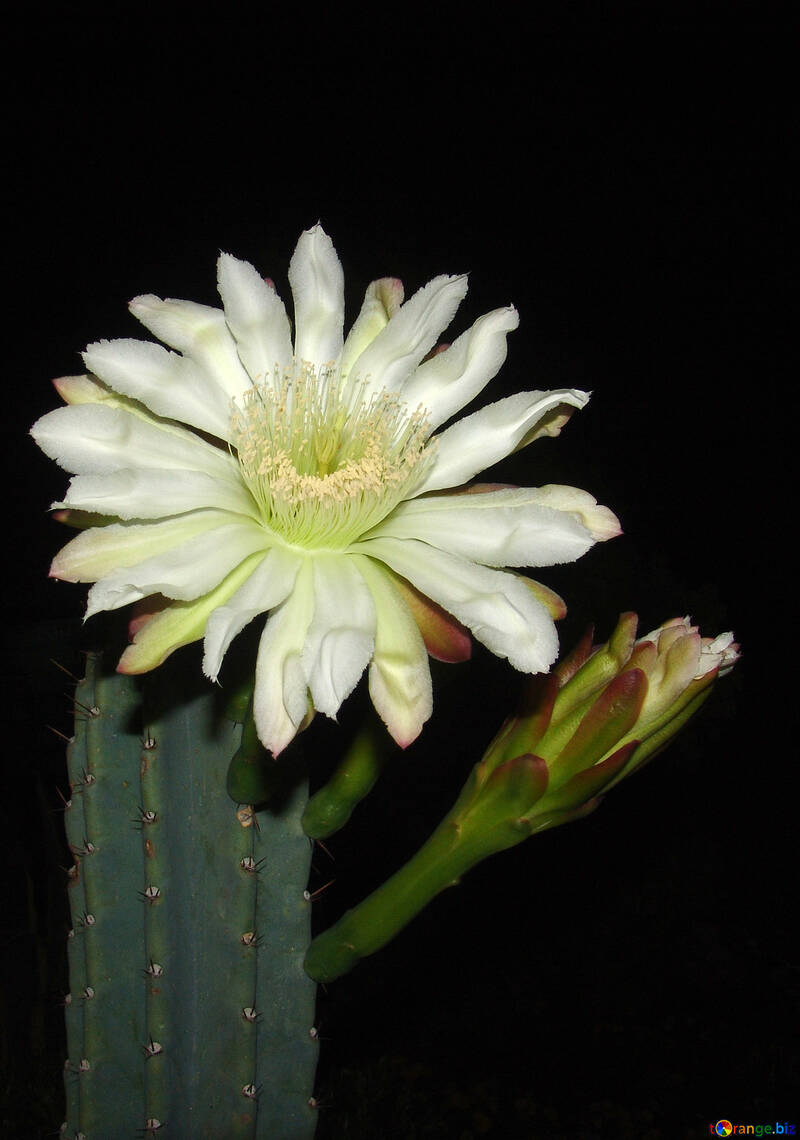 Large  flower  cactus №8856