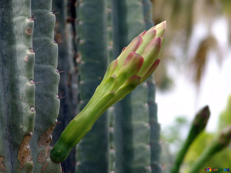 Kaktus,  Knospe  Blume №8861