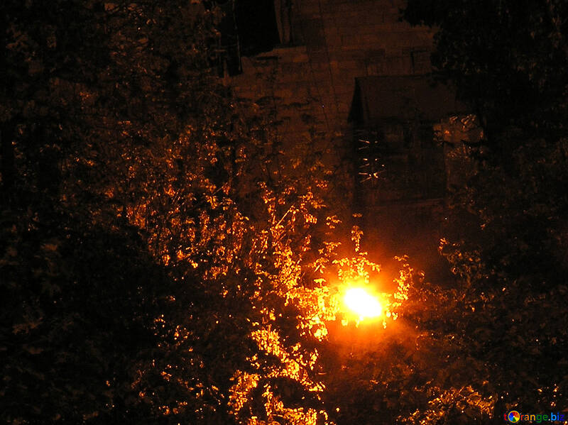 Lonely  lantern   foliage №8049