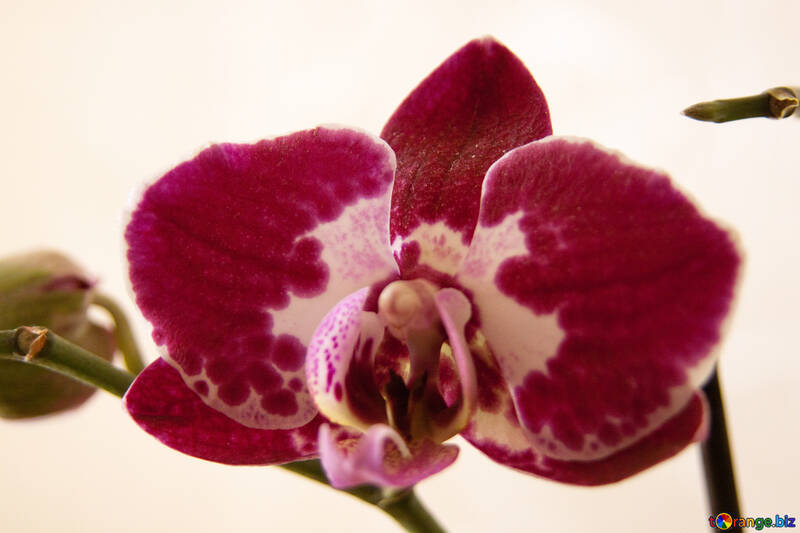 Rose  orchidée.  Fleur. №8962